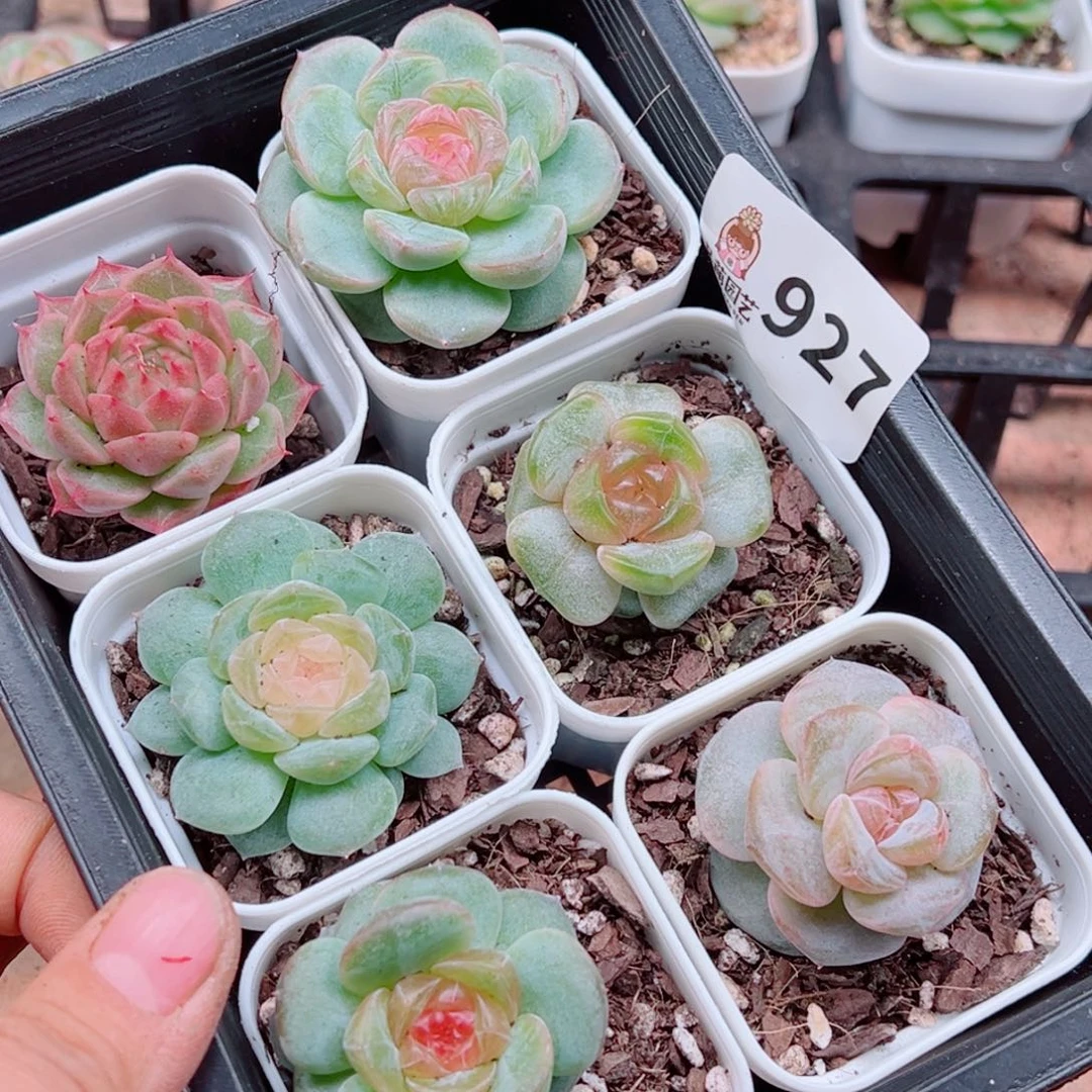 溺****多肉植物多肉植物