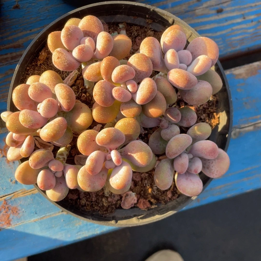 桃蛋群生无砍无摘