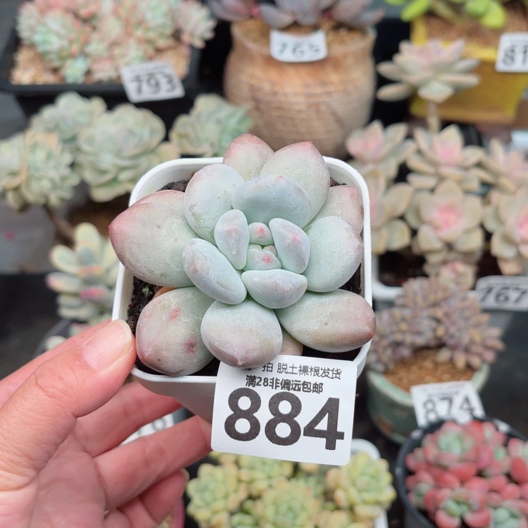 香水老桩无盆土发货