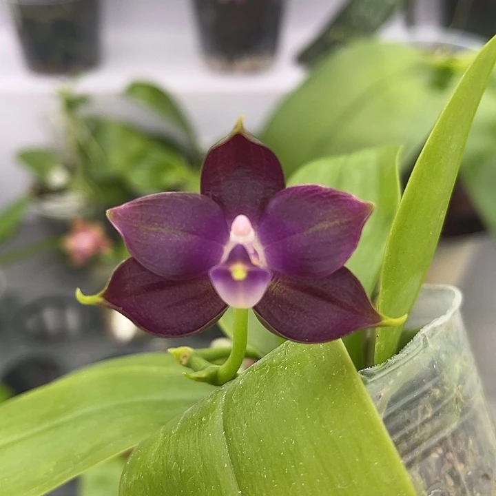 全部花苞2.5寸杯BKH2301