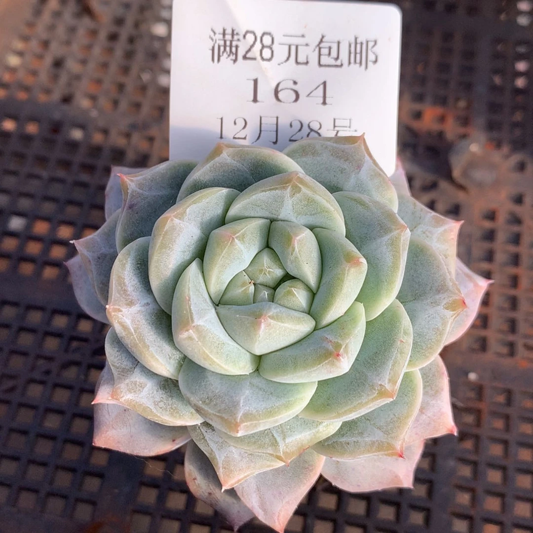 【闪购商品】云164号