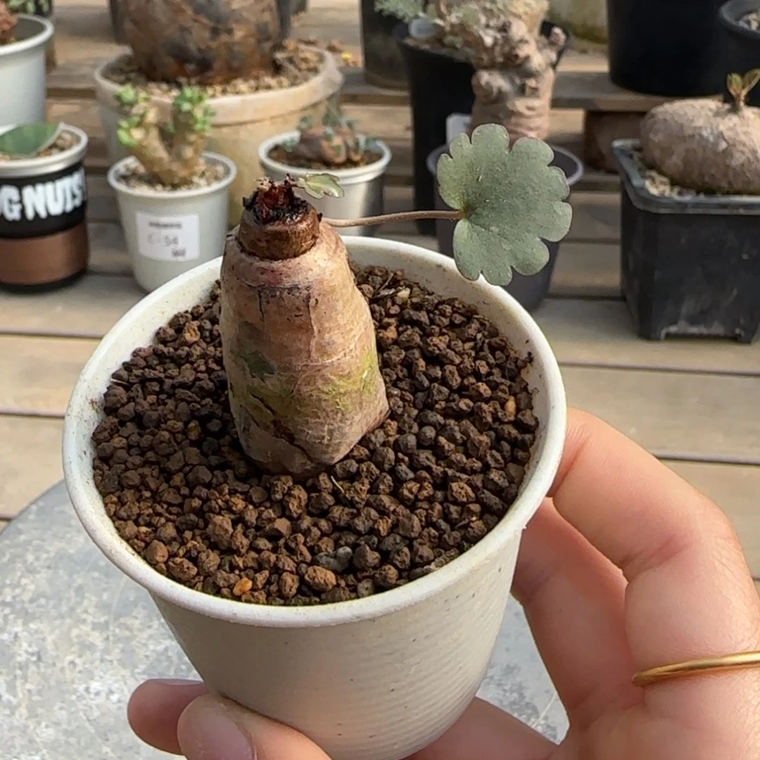 72肾叶洋葵块根植物