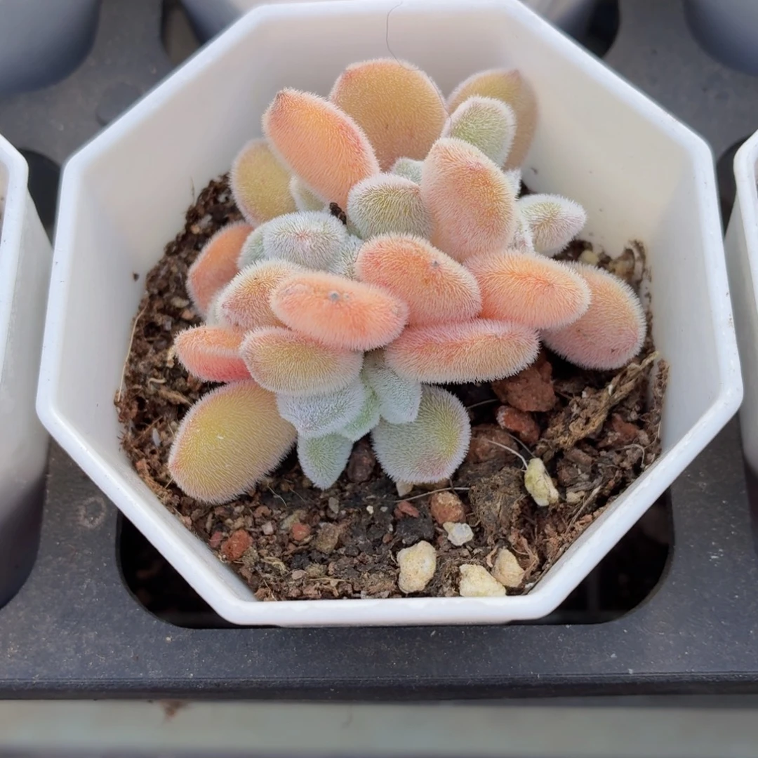 雪晃星缀化多肉9.9包邮发货