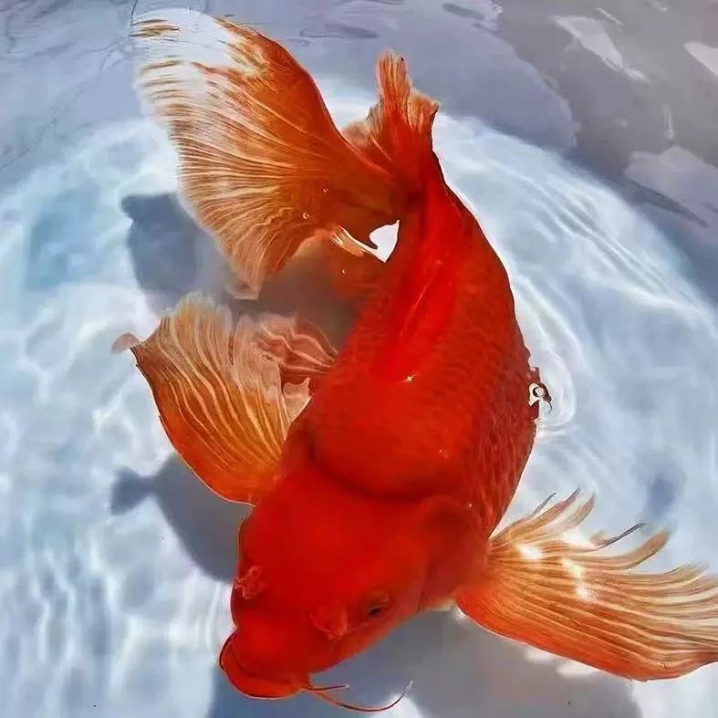 一号直播链接冷水观赏鱼锦鲤蝴蝶鲤包邮开箱包活