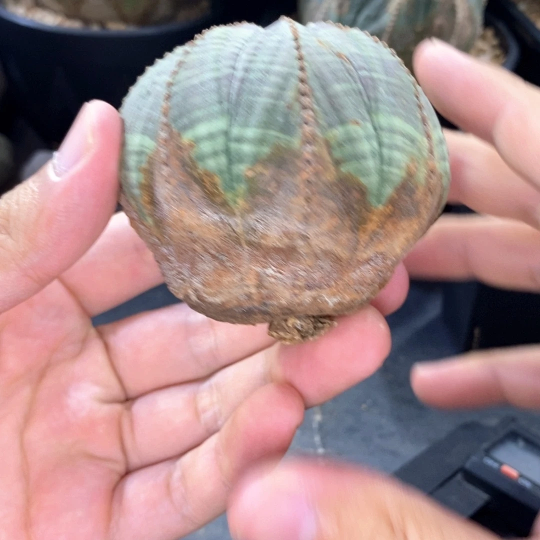 原产地布纹球多肉植物