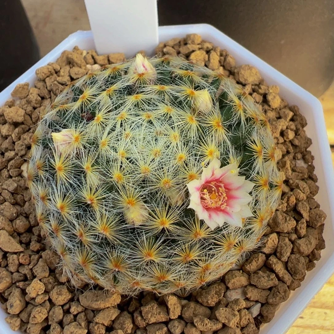 265实生根明星多肉植物带盆土