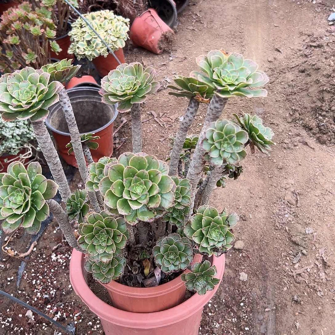 多肉植物原始绿老庄