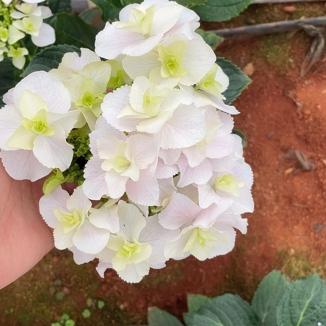 绣球切花一物一拍3枝起包邮，29