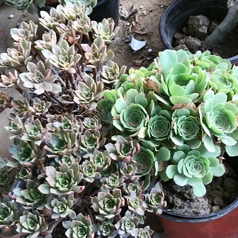 3棵玫瑰玫瑰玫瑰玫瑰