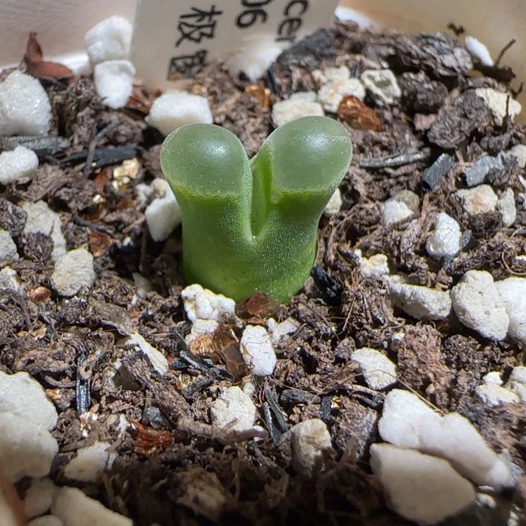 肉锥多肉植物组合-极窗1302