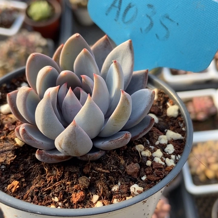 035青轨多肉植物保护研究所