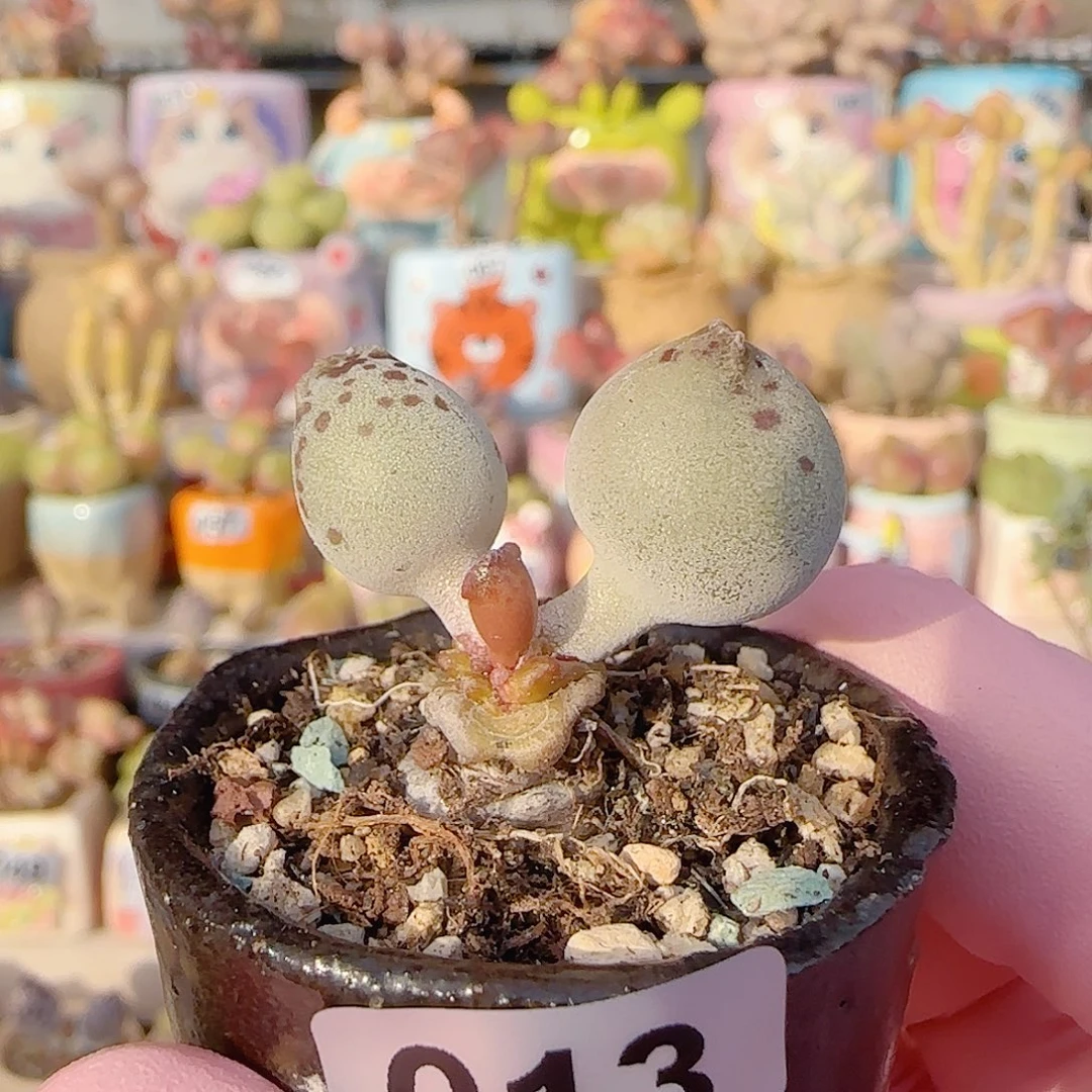 圆滚滚海豹 盆口3cm