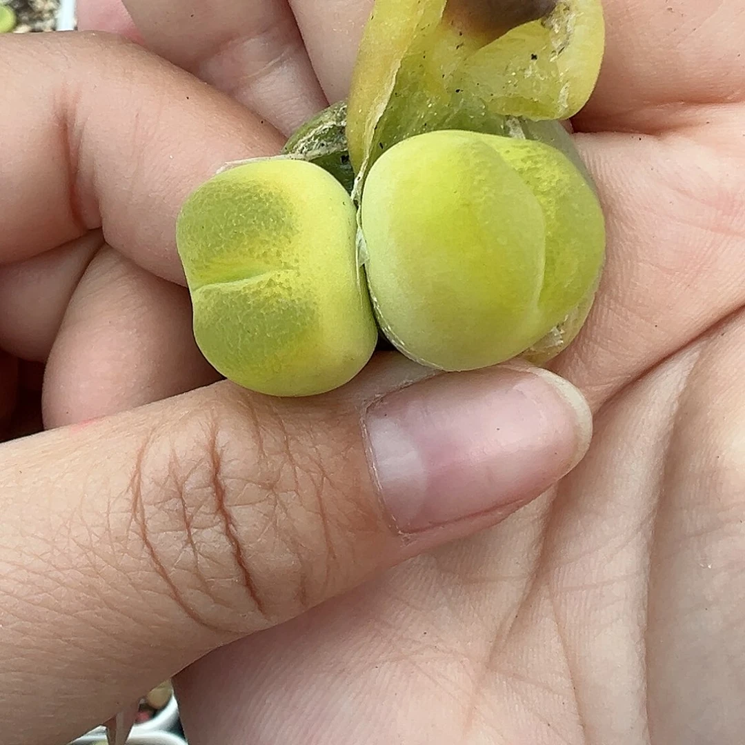 215蟠桃裸根发货