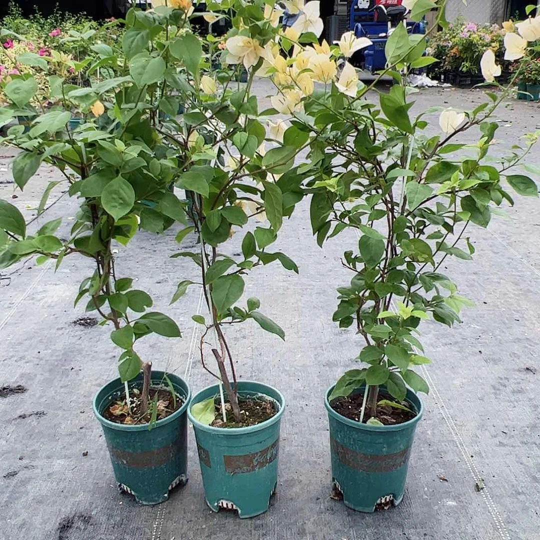 当前无花栽培后可以开花苏瓦那一棵