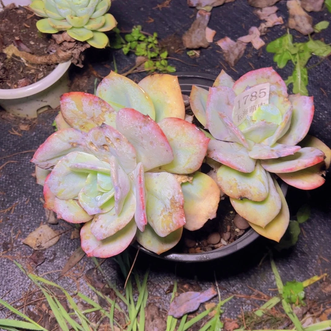 ****睦白凤1785多肉植物有伤