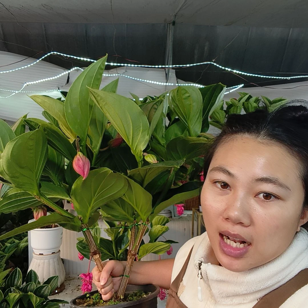 宝莲灯一物一拍基地直发