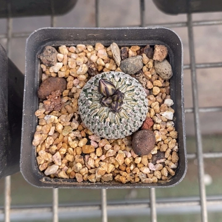 伯克利和格蕾纳等著名音乐家