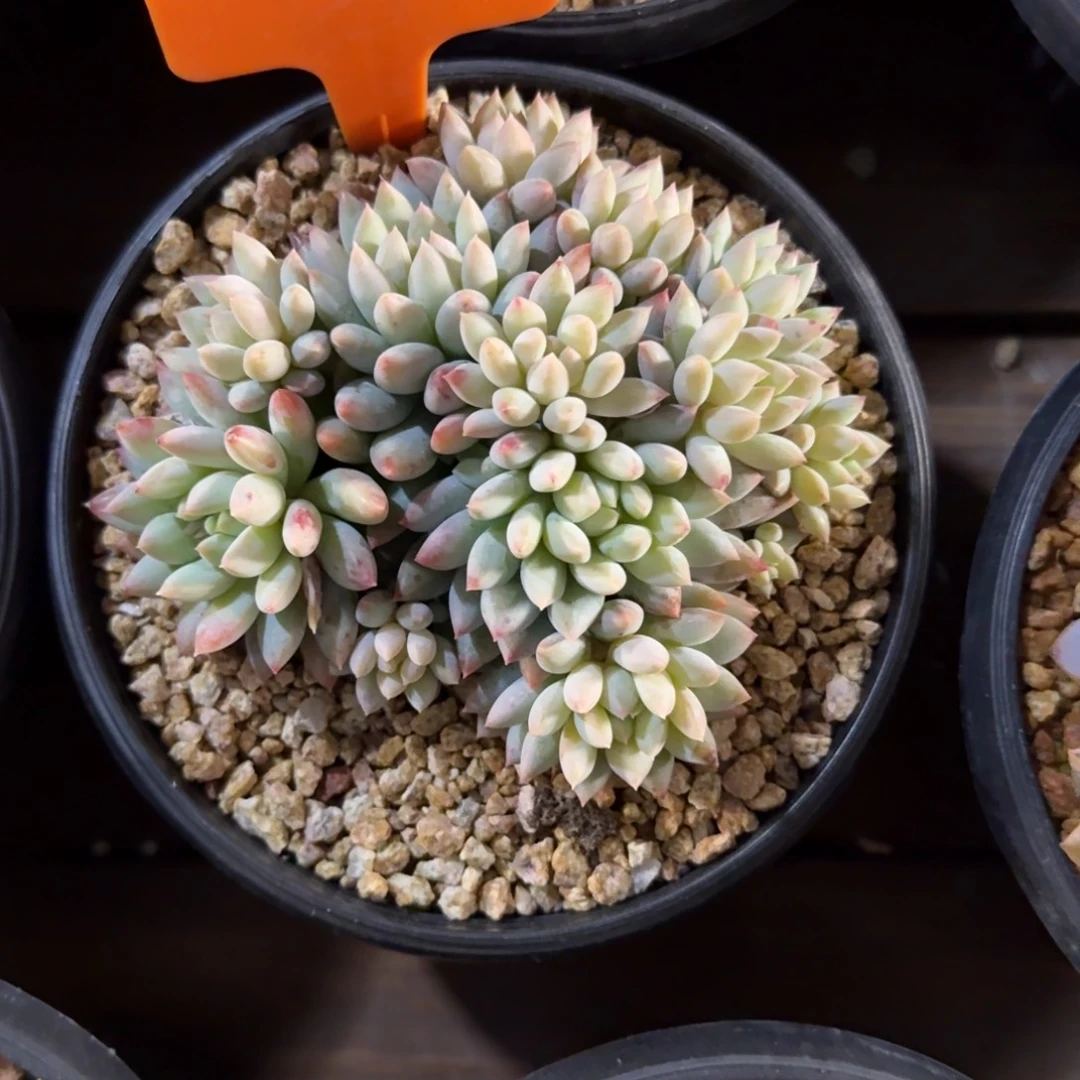 明珠111111111111111111111