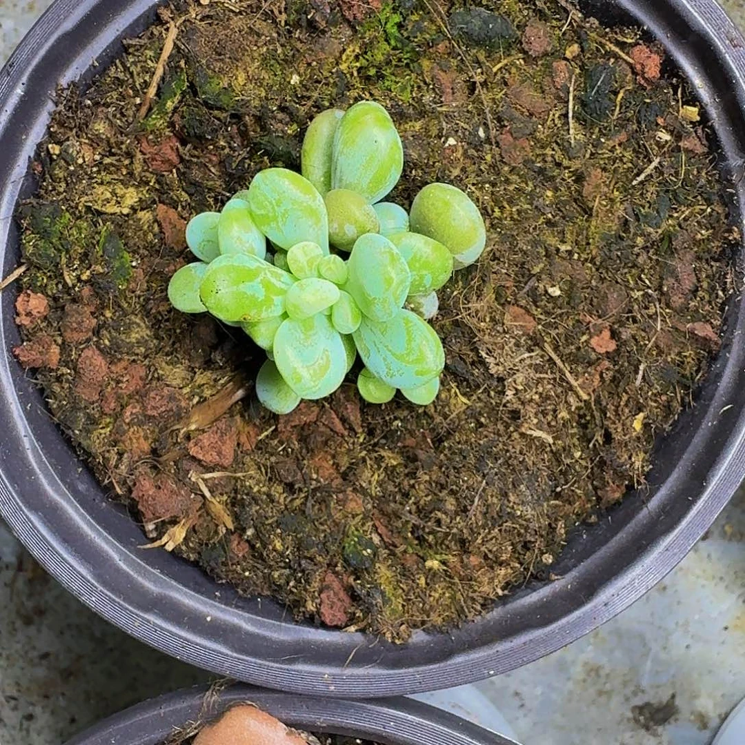 海妮亚 叶插 一物一拍