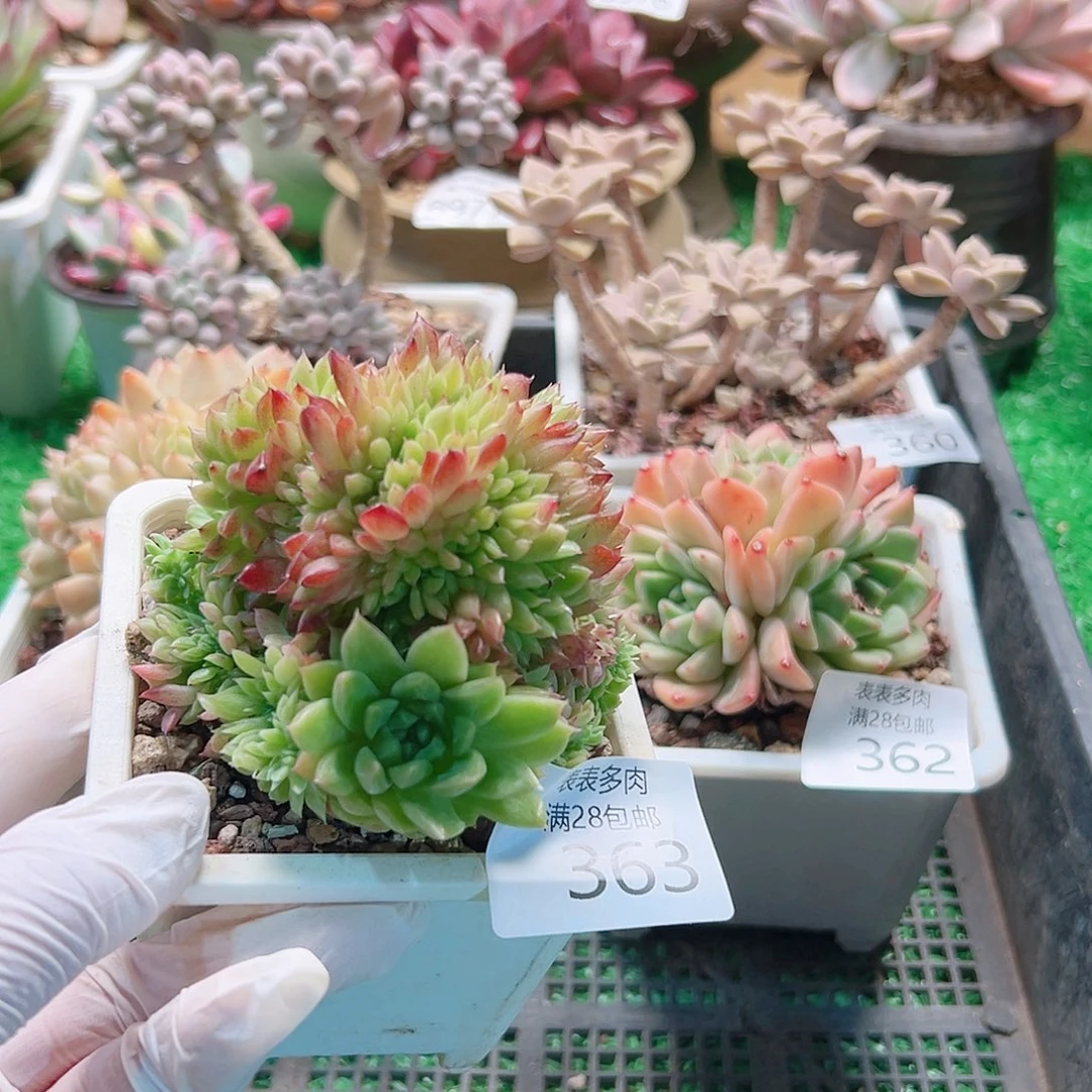 无花朵多肉＿物一拍363