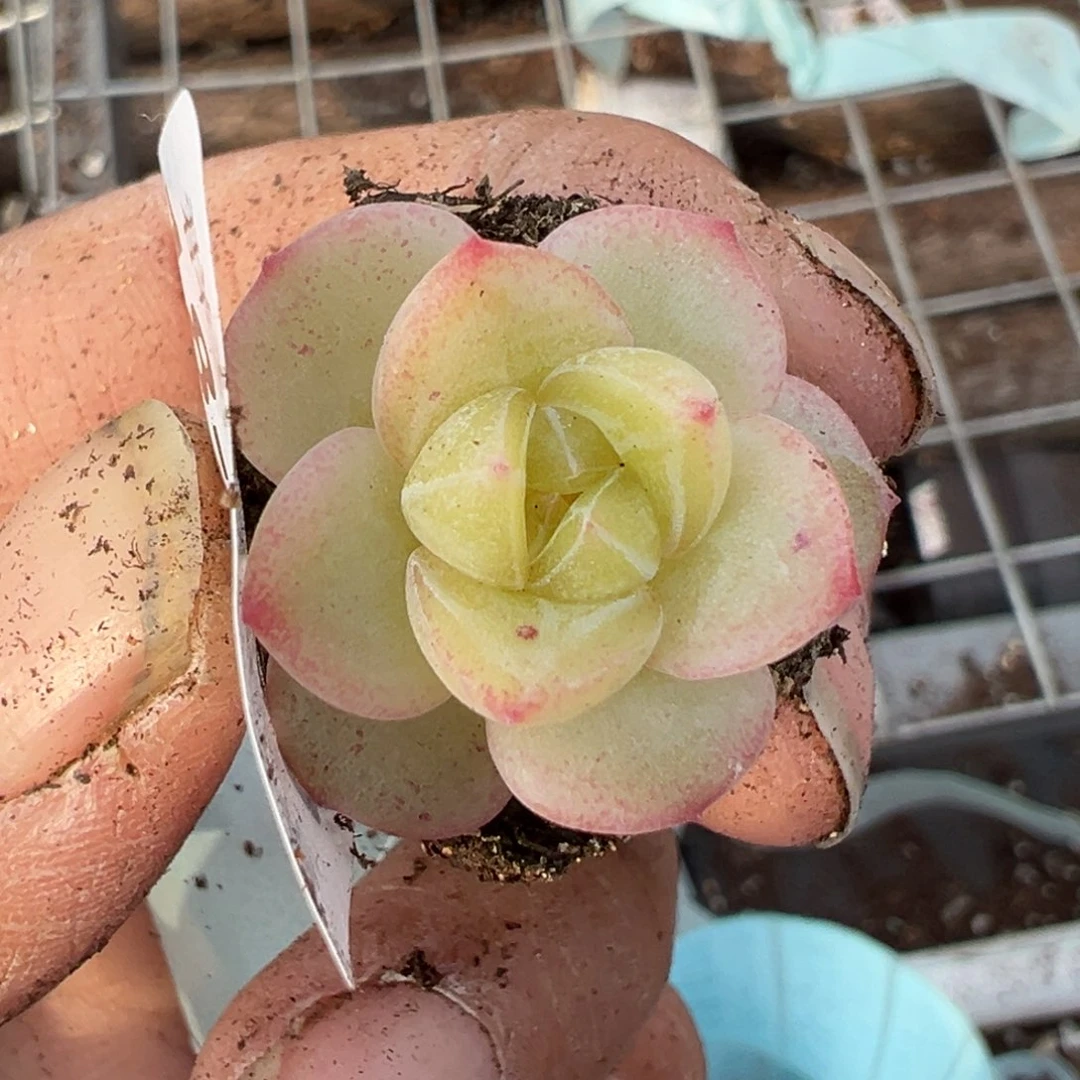 小卡拉米糖心一物一拍18_68