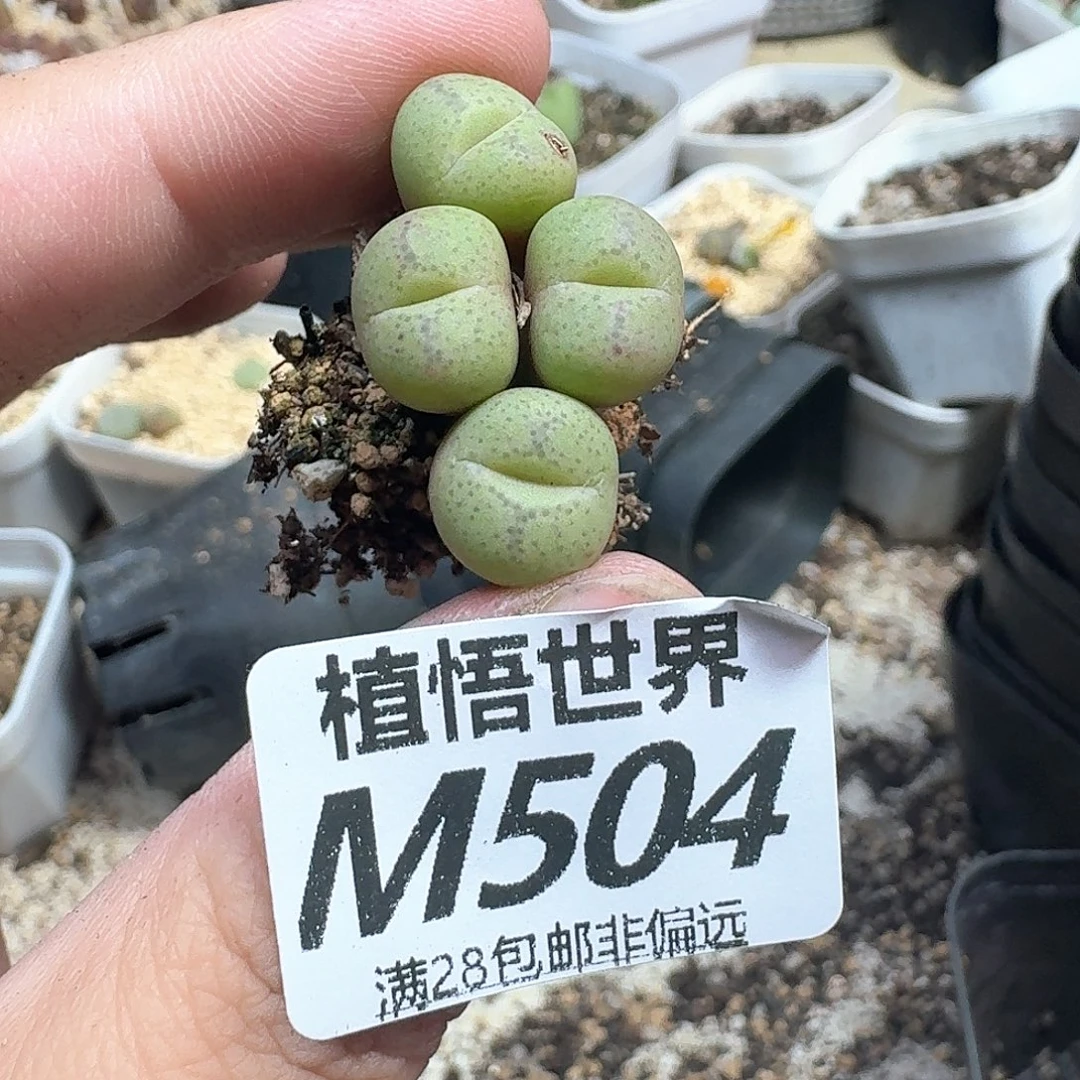 多肉植物的润泽额分