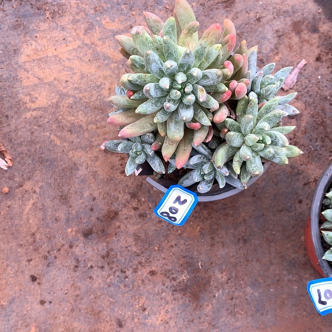 208炫彩心 一物一拍多肉