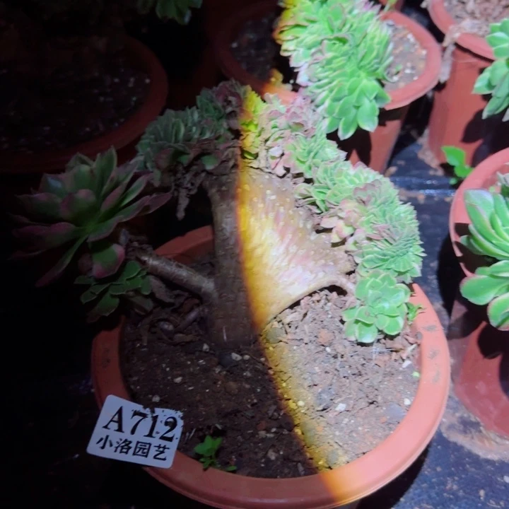 712海王 缀化多肉植物28包邮