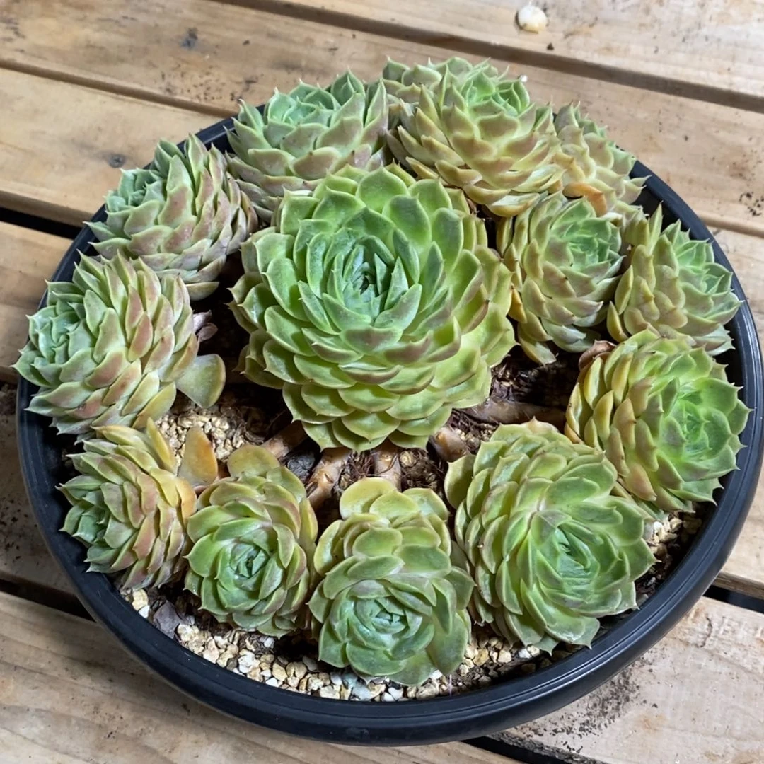 精品多肉一物一拍不包整152