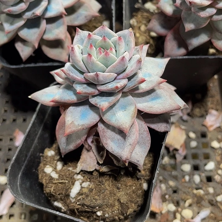 粉蓝鸟2.8带盆土