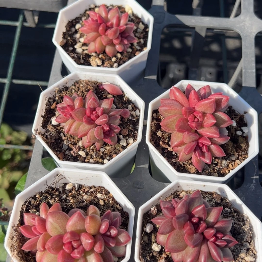 迷雾泡泡三头群一颗量拍多肉满18元包邮下午发货