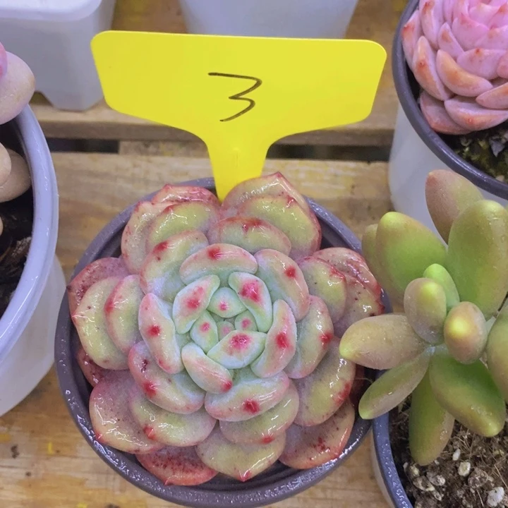 戎*多肉植物，开心多肉