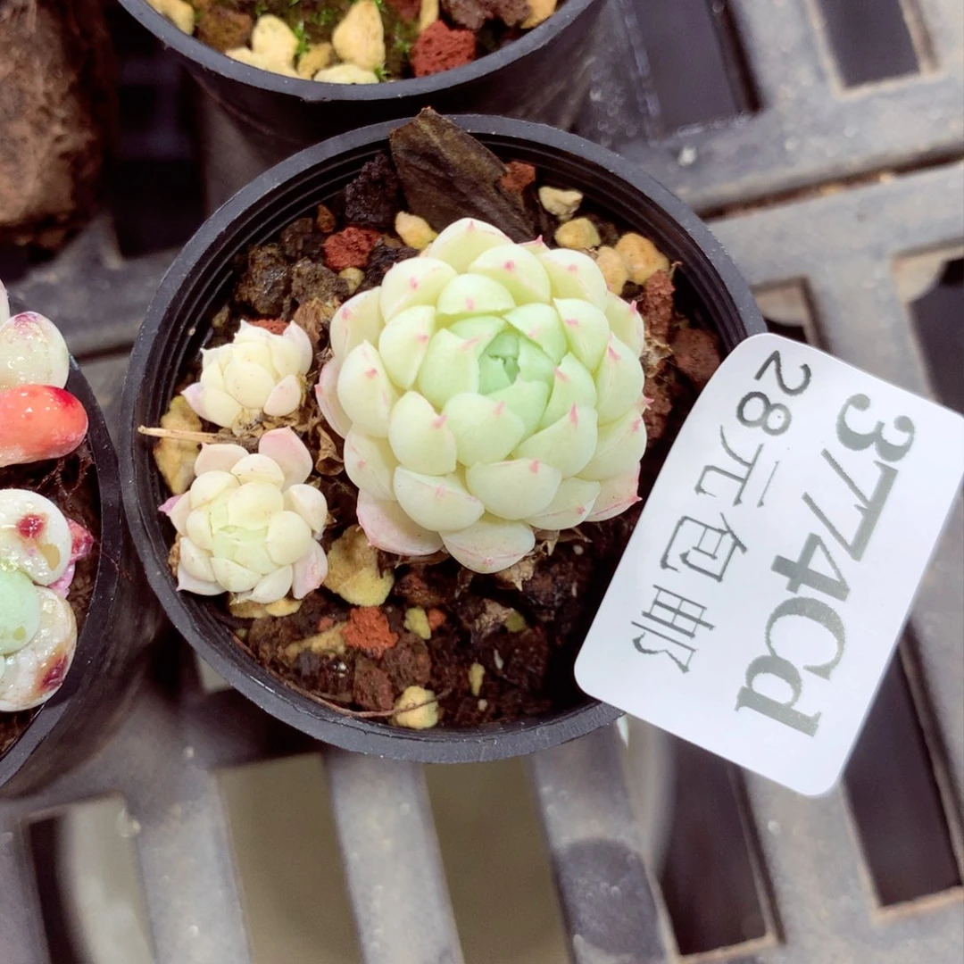 5厘米盆精控多肉3774