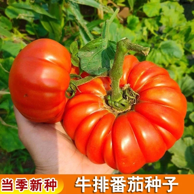 马蹄番茄种子大马蹄手风琴番茄丑八怪西红柿籽东北香甜水果蔬菜籽