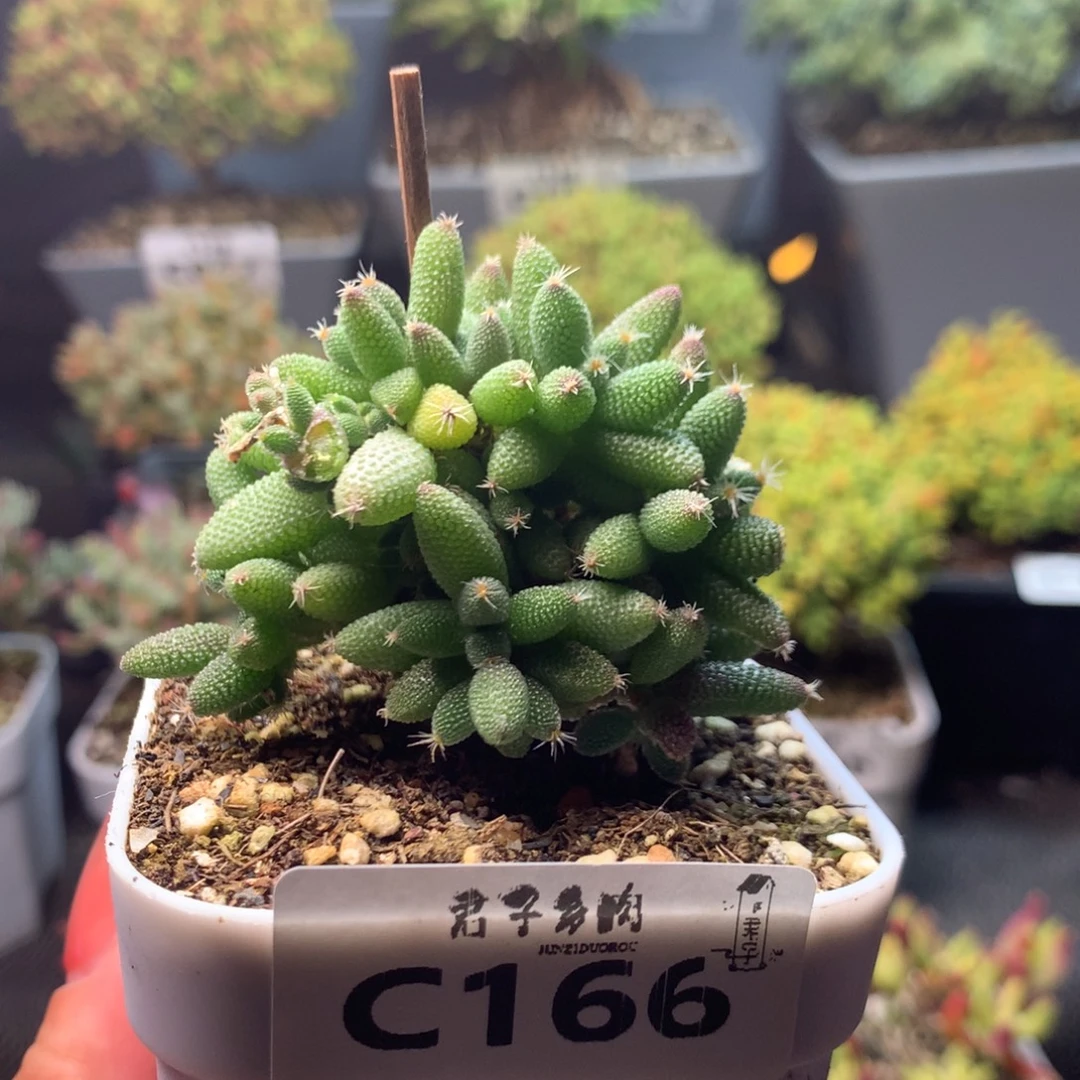 166玉米