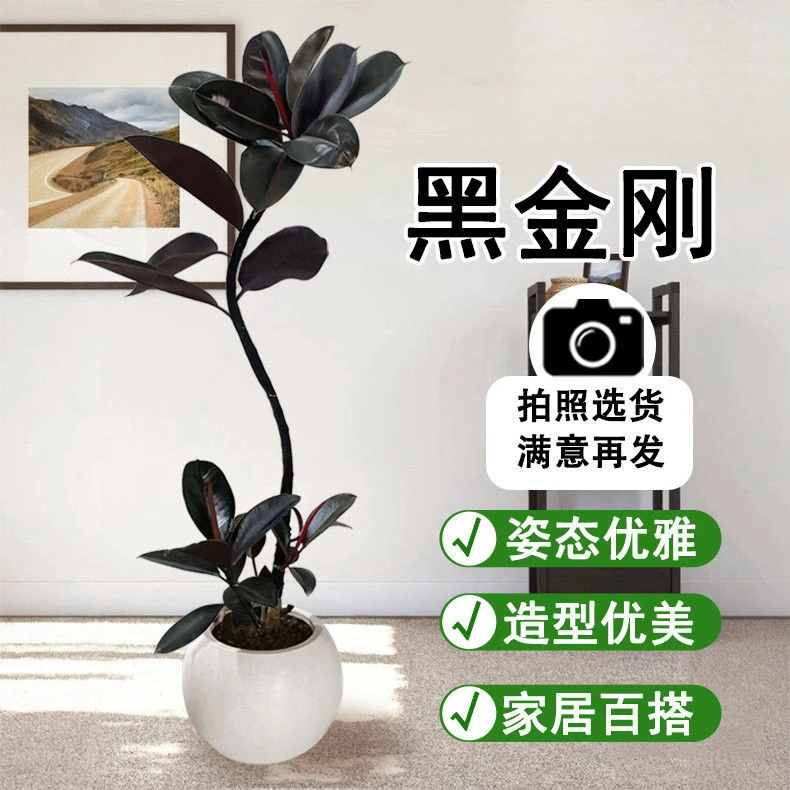 【栖木造型】老桩直播间一物一拍送货上门