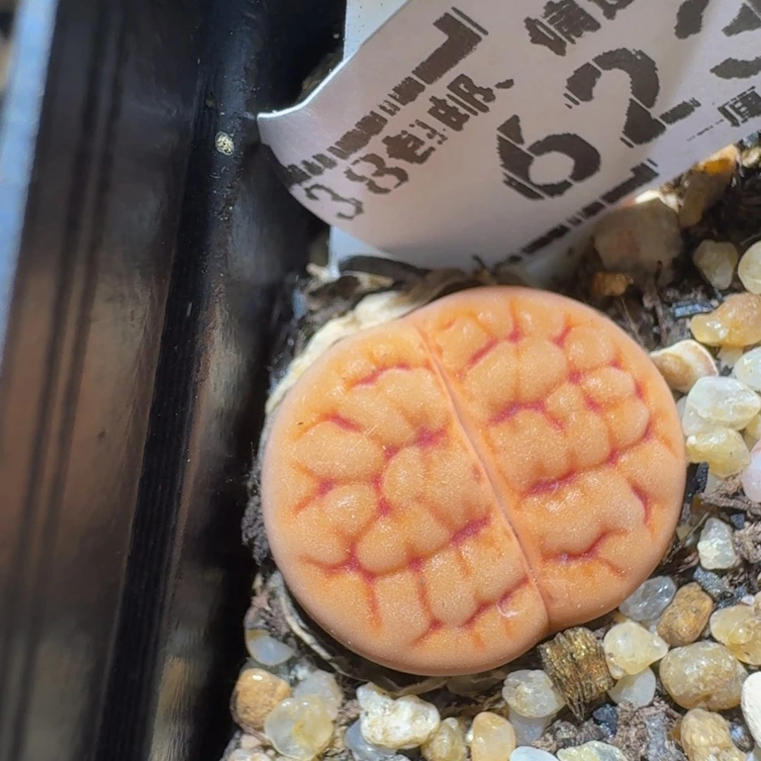 zzzx生石花肉锥623