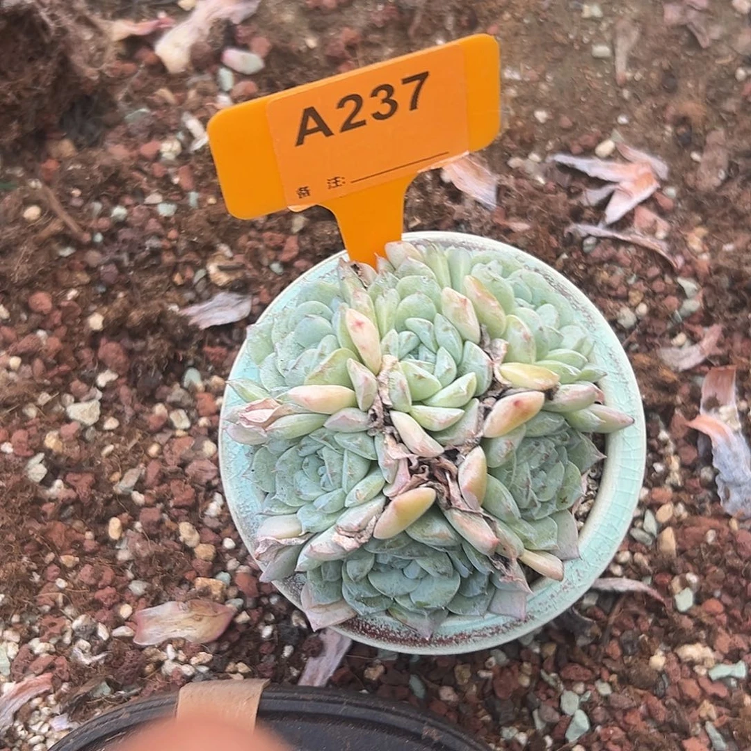 萝***莉多肉植物一物一拍