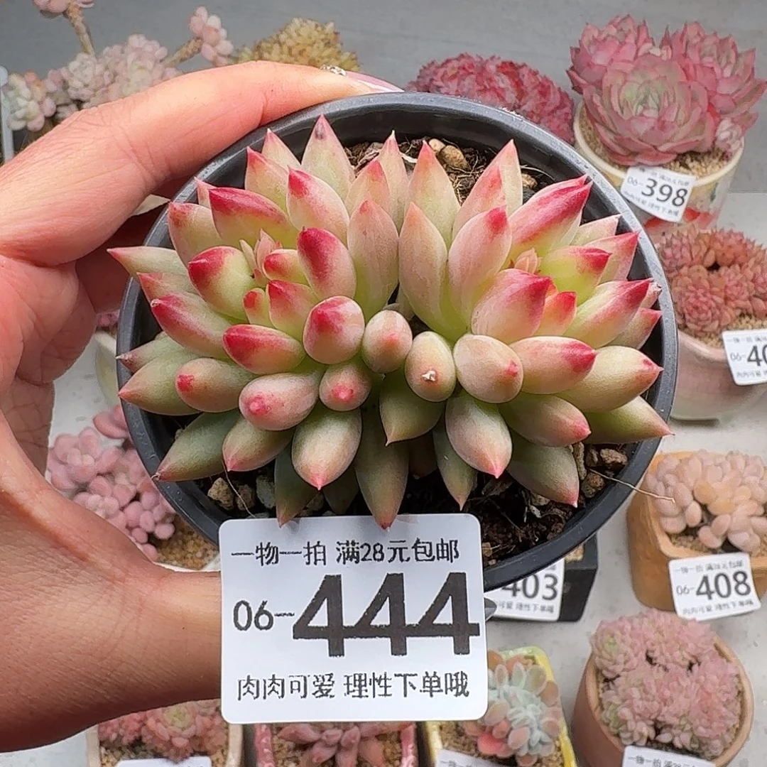 虞美人无盆土发货无盆