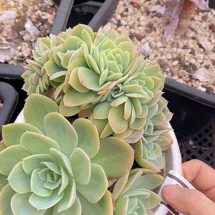 多明戈缀2163多肉植物