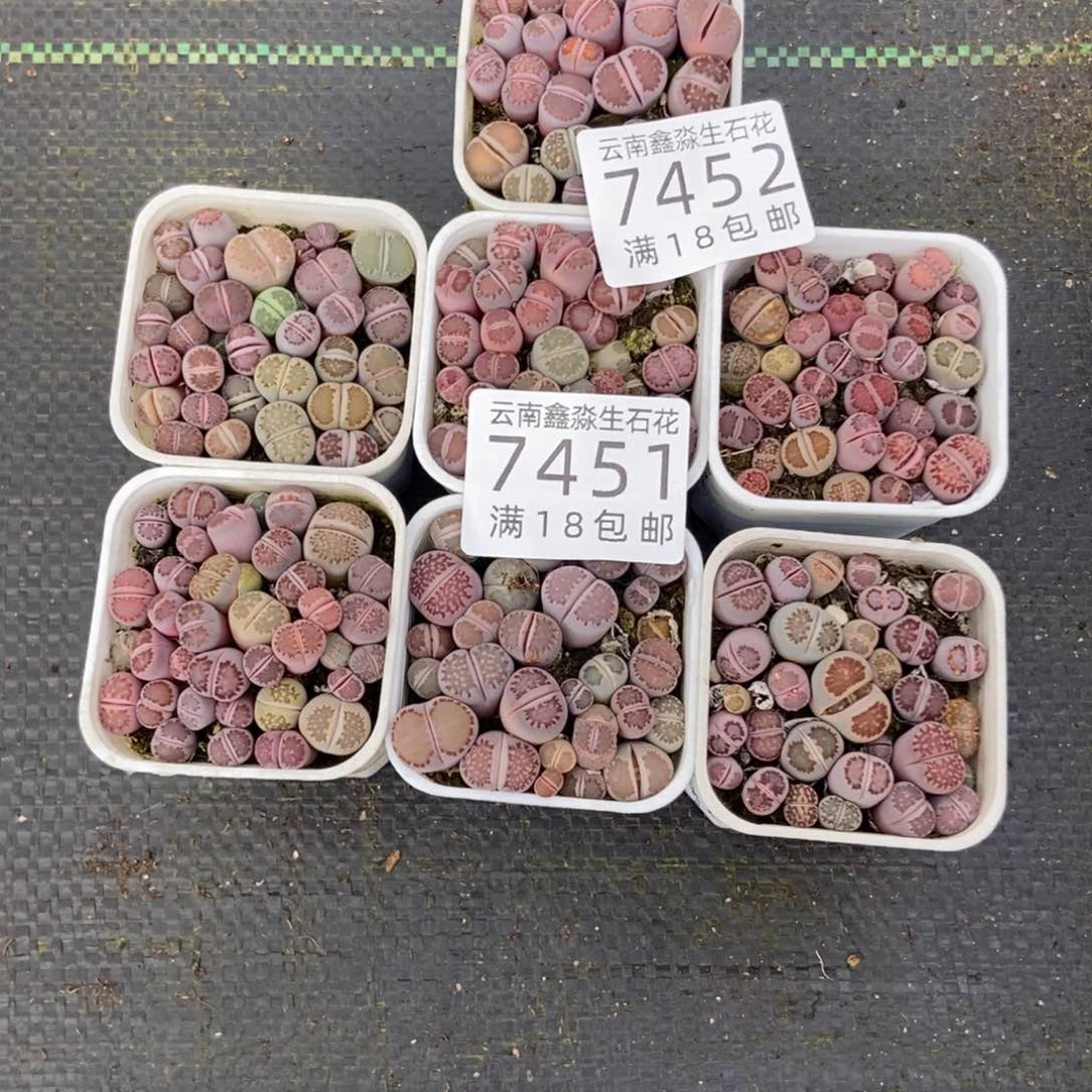 7452特价1盒紫色量拍个头小