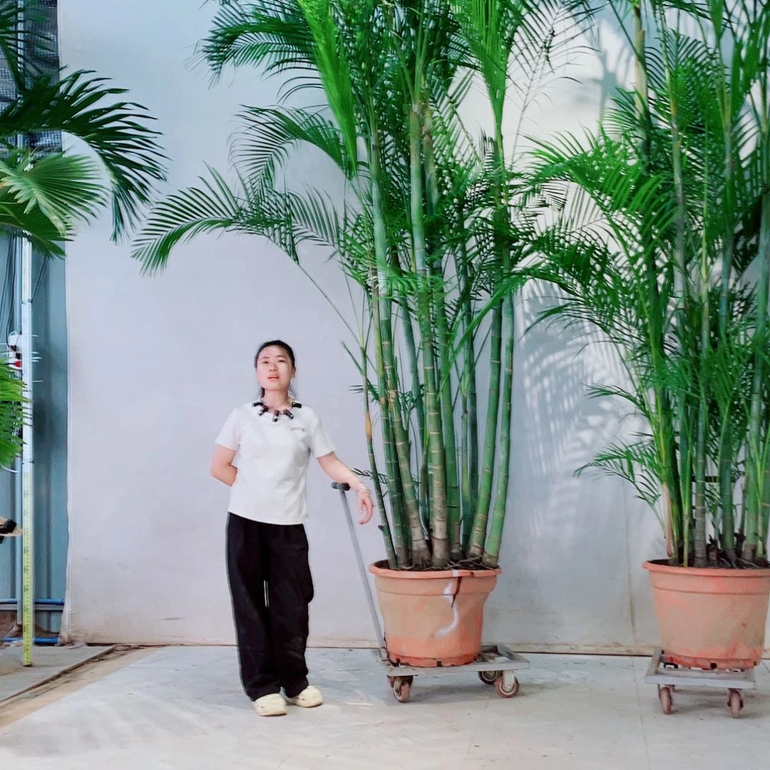 无花朵无*11122333334