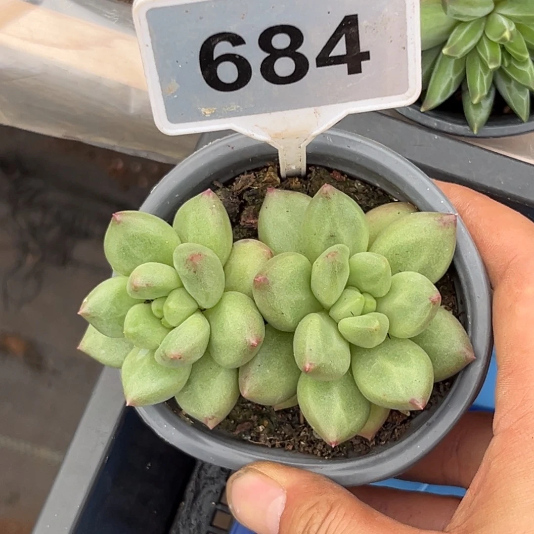 多肉植物米其林684