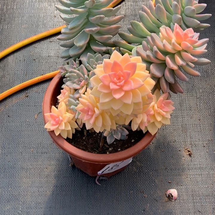 九***舍淡雪锦183 晓晓一物一拍冷链