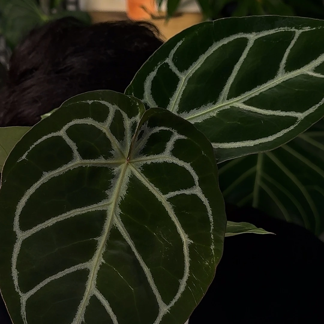 完全开放E164粉脉撕裂纹杂铜锣烧