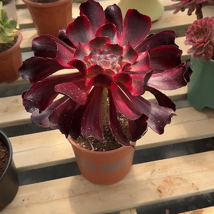 法师多肉植物红魔女
