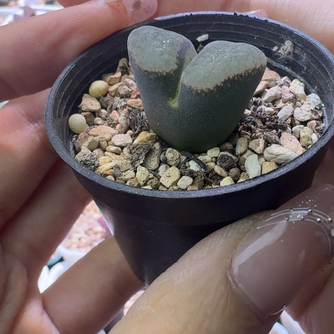 60号紫体白窗一物一拍