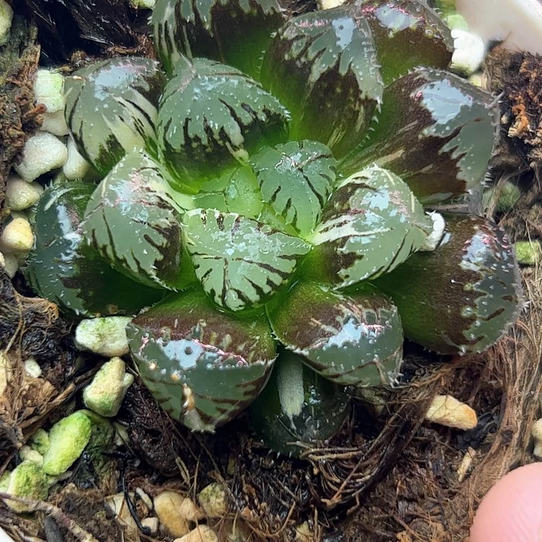 红岩锦十二卷多肉植物