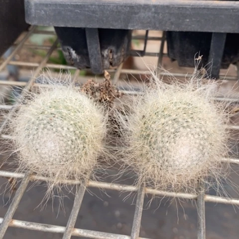 雪猿玉翁2颗仙人球