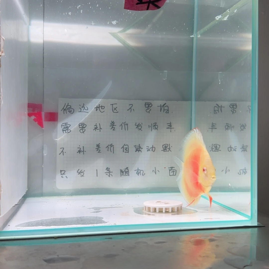 七彩神仙鱼肉身8偏远地区不拍